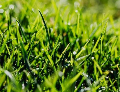 Sprinkler System Design