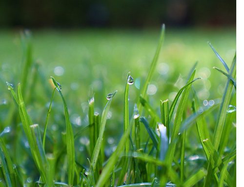 Preparing Your Irrigation System for Cooler Long Island Weather