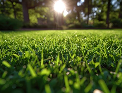 How Professional Sprinkler Adjustments Reduce Summer Water Waste